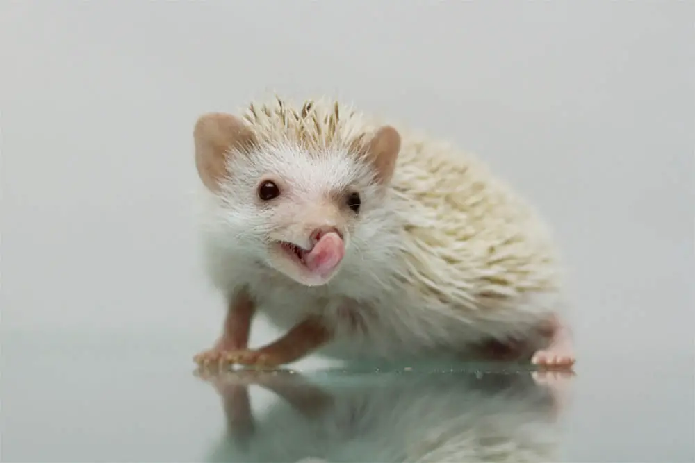 Why-do-hedgehogs-lick-What-you-should-know