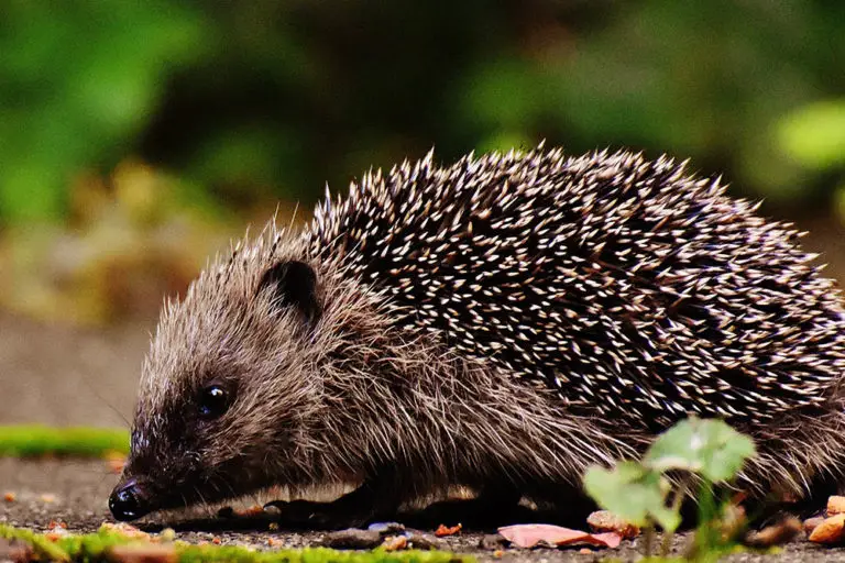 Hedgehog Vs Echidna: Are They The Same? - Hedgehog Registry