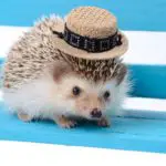 20+ Cute Photos Of Hedgehog With Hats