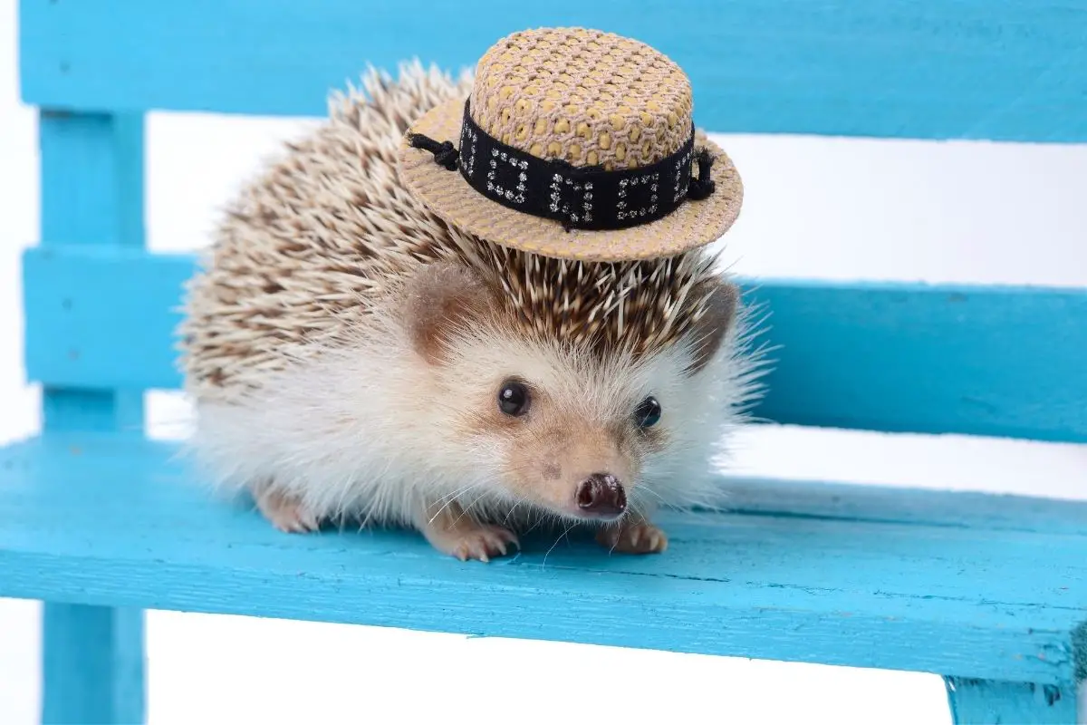 20+ Cute Photos Of Hedgehog With Hats