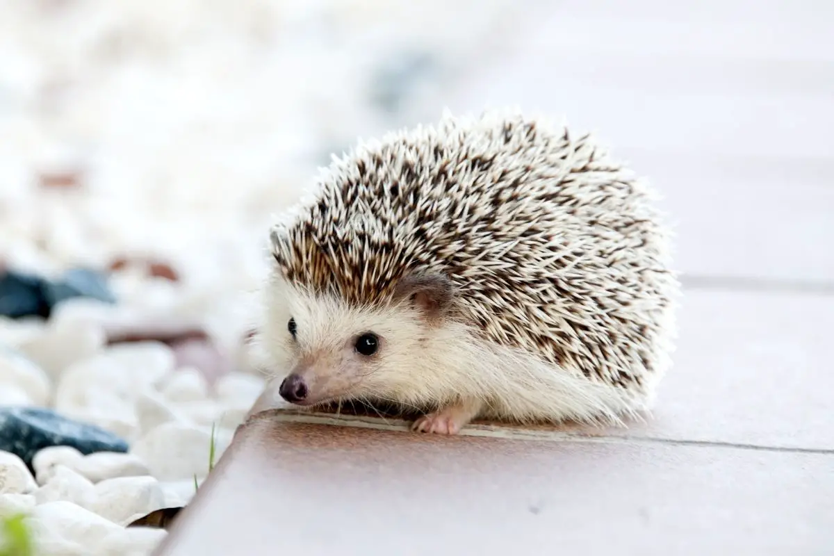 20+ Stunning & Cute Photos Of Hedgehog With Socks