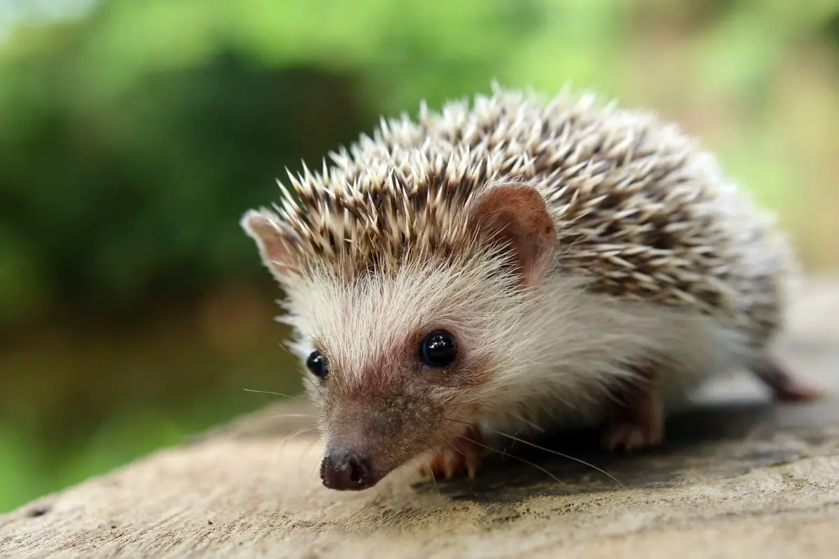 55+ Amazing Hedgehog Names (Pet Name Ideas)