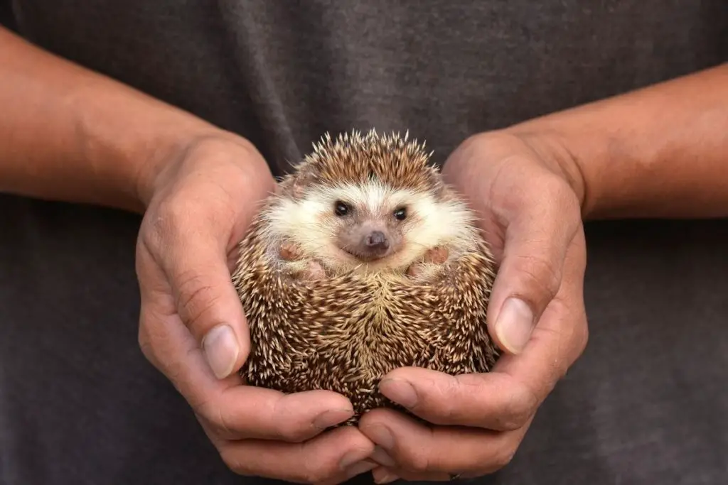 Are Hedgehog Spines Sharp? (What Do They Feel Like To Hold) - Hedgehog