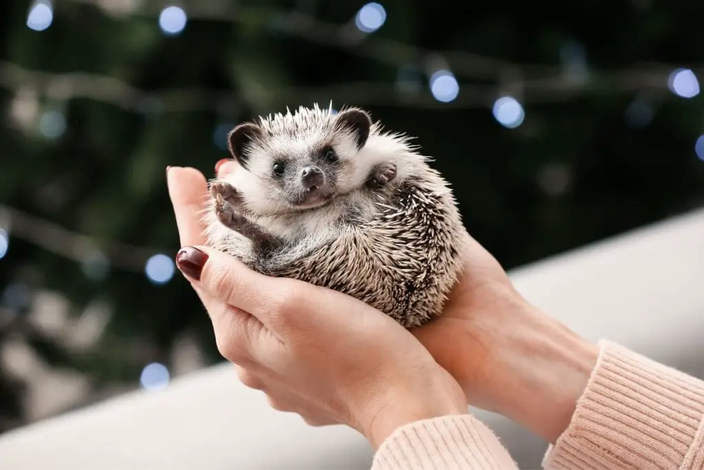 Are Hedgehog Spines Sharp? (What Do They Feel Like To Hold) - Hedgehog