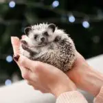 Are Hedgehog Spines Sharp? (What Do They Feel Like To Hold)