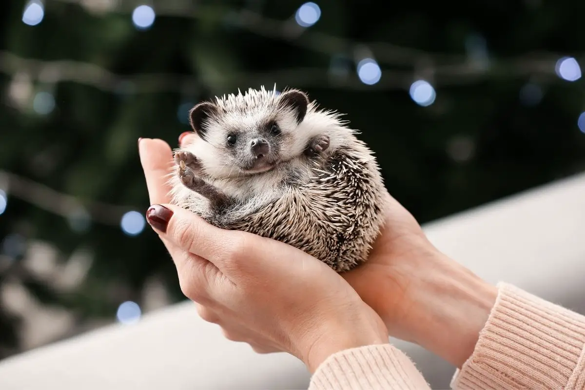 Are Hedgehog Spines Sharp? (What Do They Feel Like To Hold) - Hedgehog  Registry