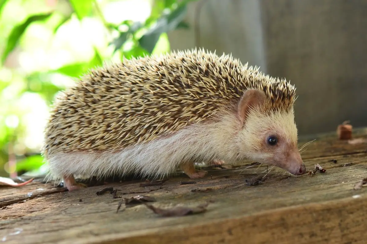 At What Age Are Hedgehogs Considered To Be Fully Grown