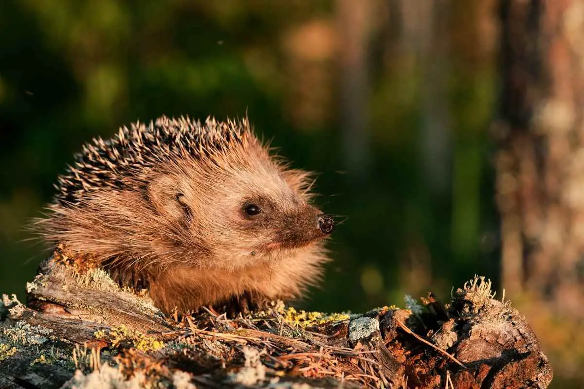 Can Hedgehogs Eat Crickets What You Need To Know