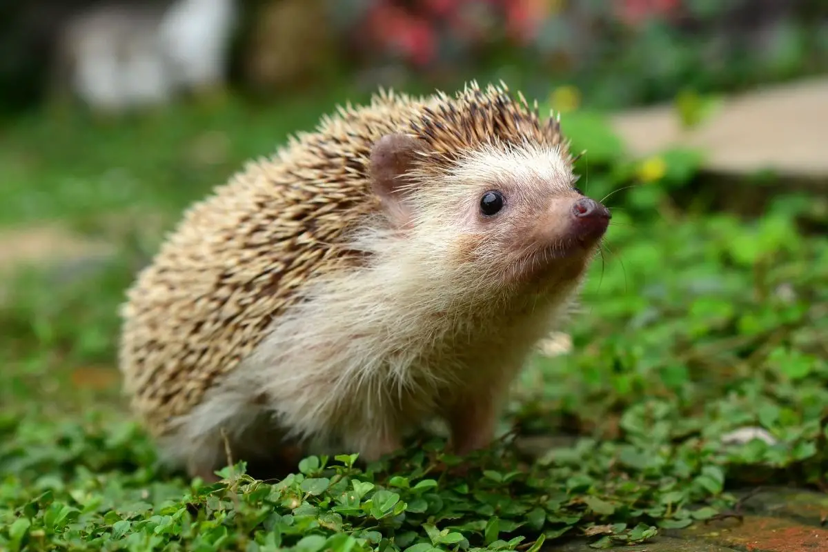 Can Hedgehogs Eat Dubia Roaches? (What You Need To Know)