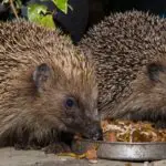 Can Hedgehogs Eat Ferret Food: What You Need To Know