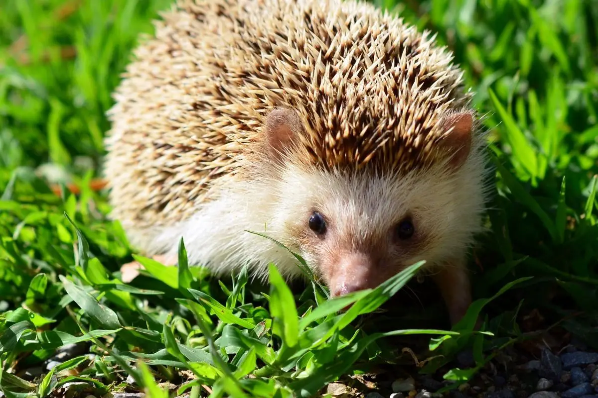 Can Hedgehogs Eat Grass: What You Need To Know 