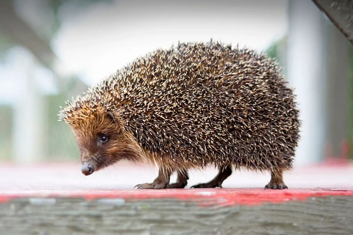 Can Hedgehogs Eat Guinea Pig Food: What You Need To Know 