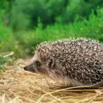 Can Hedgehogs Eat Hay: What You Need To Know