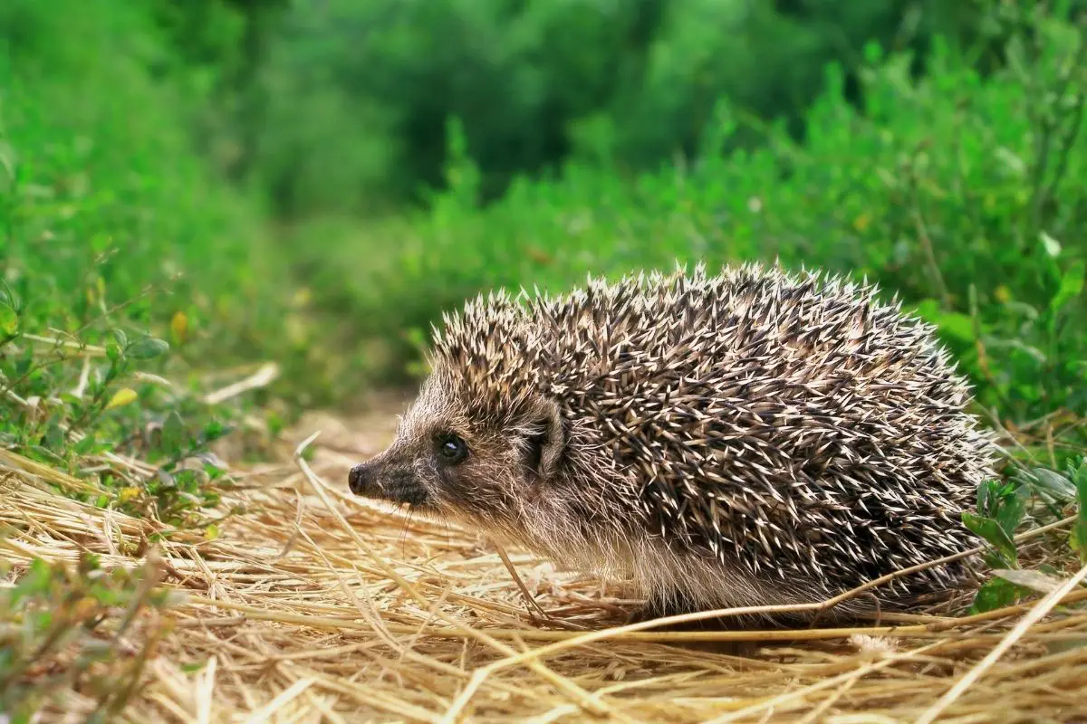 Can Hedgehogs Eat Hay: What You Need To Know