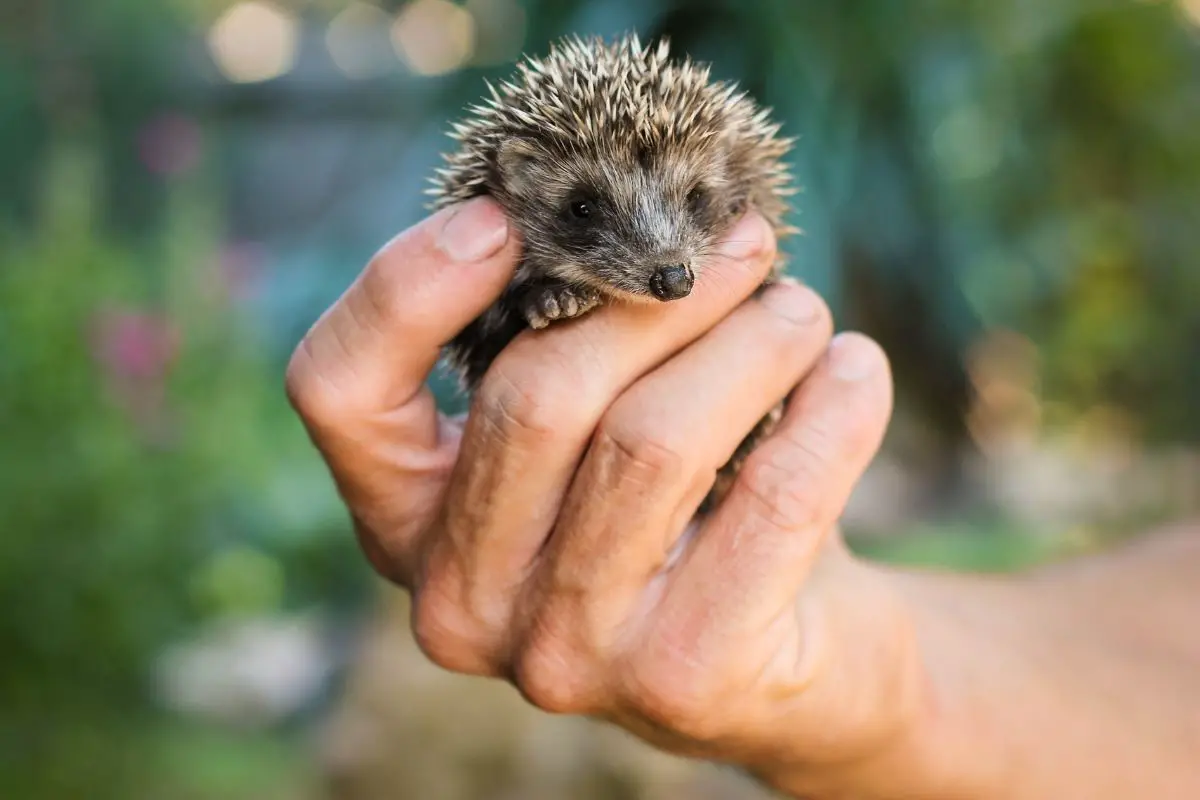 Can Hedgehogs Eat Hornworms: What You Need To Know