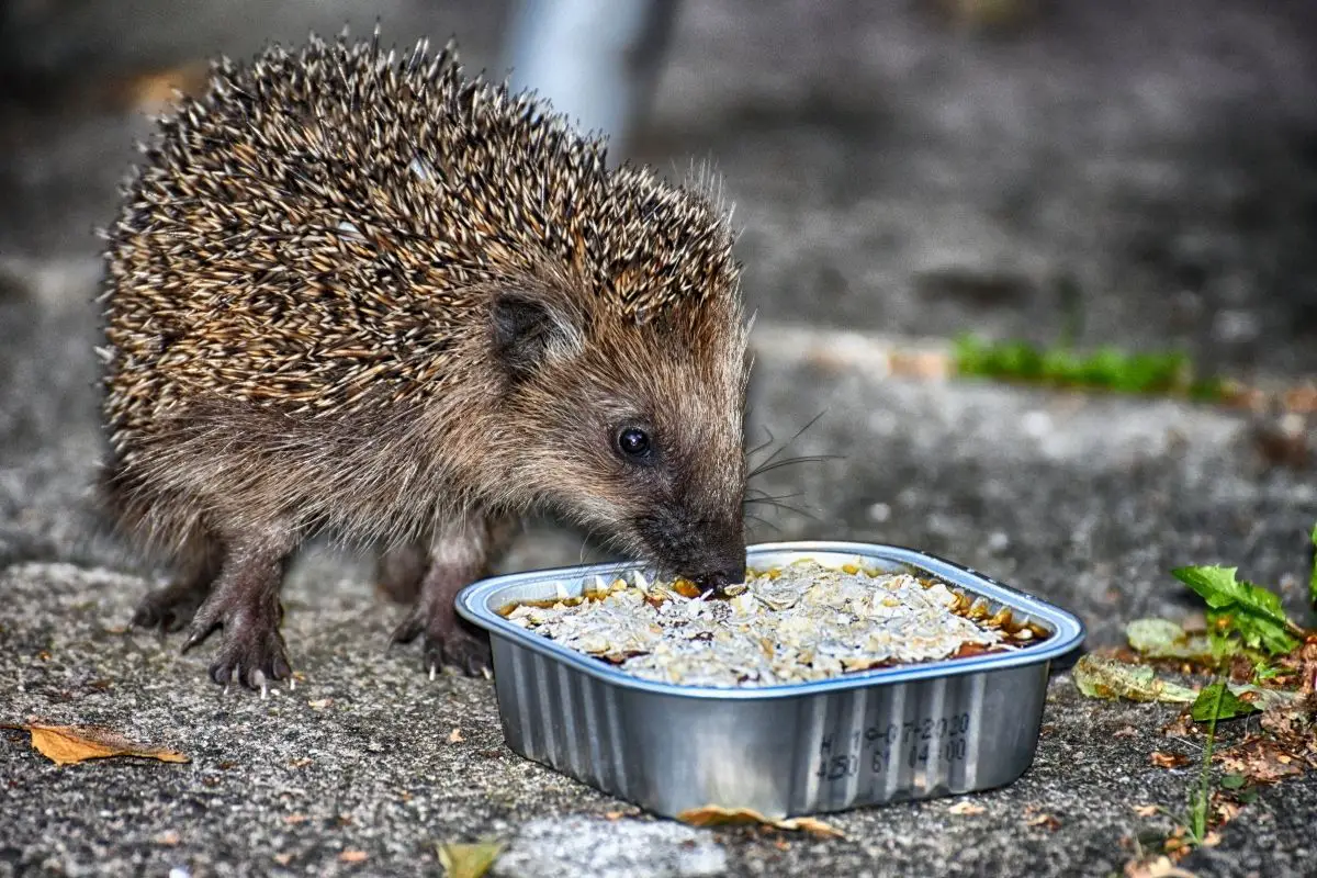 Can Hedgehogs Eat Rabbit Food: What You Need To Know 