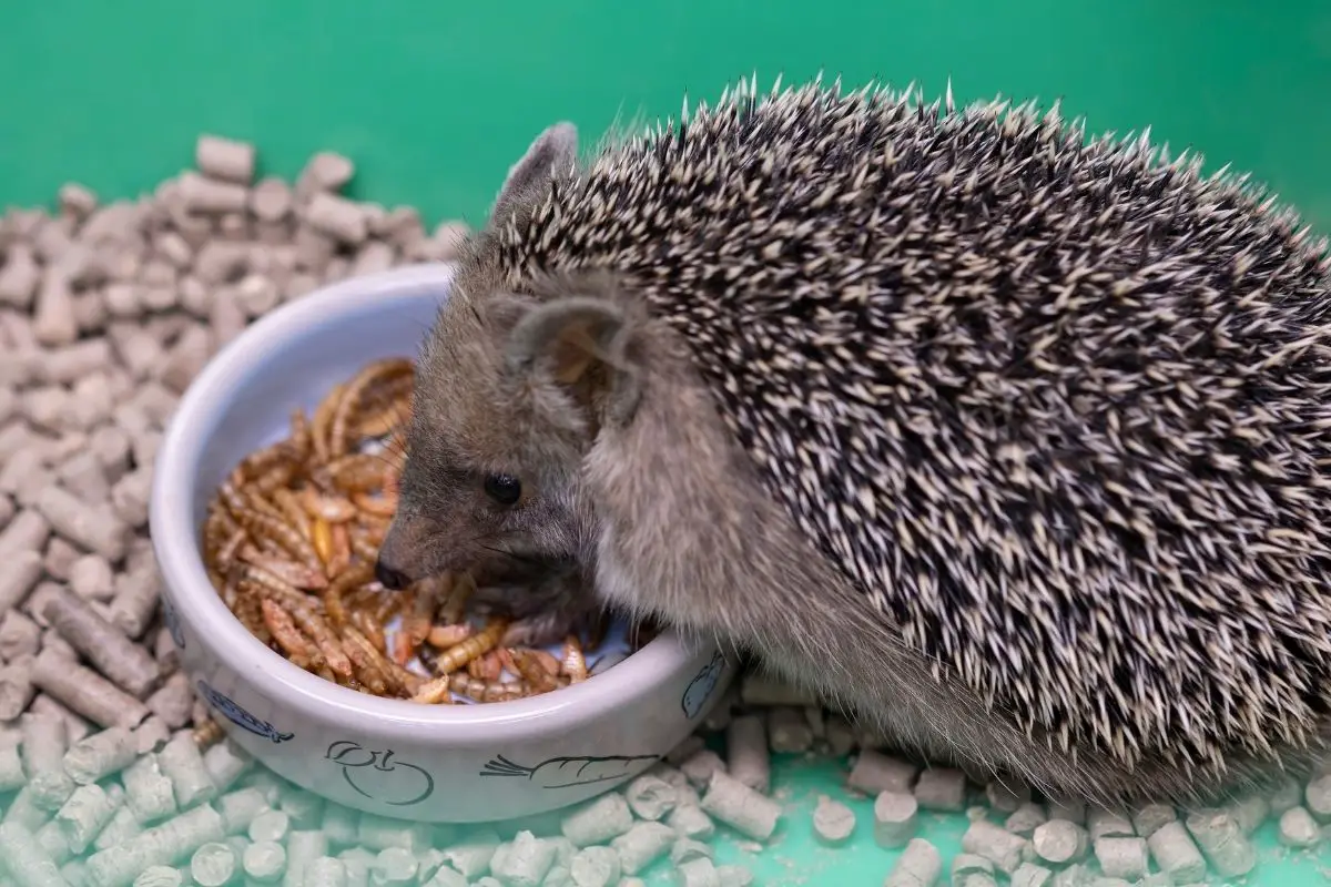 Can Hedgehogs Eat Rabbit Food: What You Need To Know 