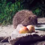 Can Hedgehogs Eat Rice: What You Need To Know