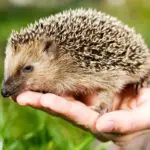Can Hedgehogs Eat Wax Worms: What You Need To Know