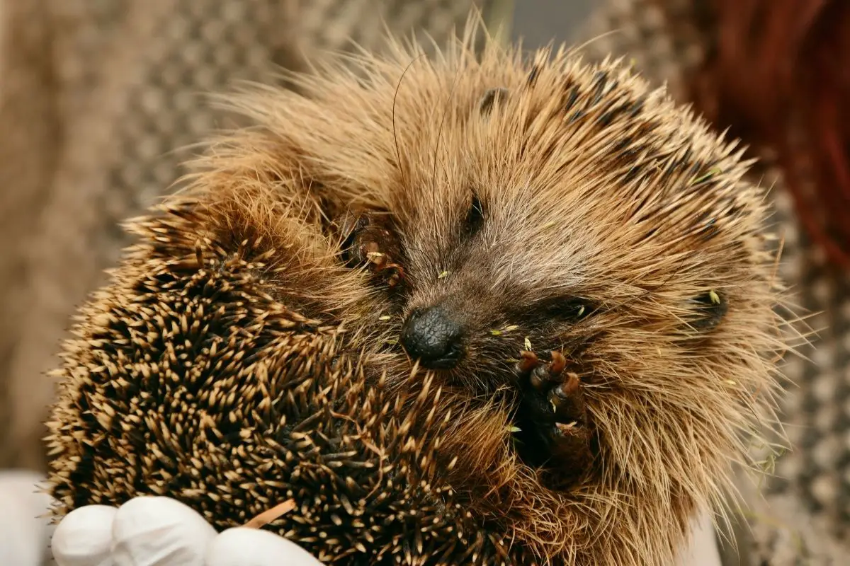 Can Hedgehogs Have Ingrown Quills (And How To Treat)