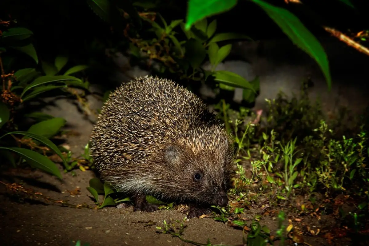 Can Hedgehogs See In The Dark