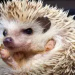 Can Hedgehogs Shoot Their Quills? And Why Do They Do It