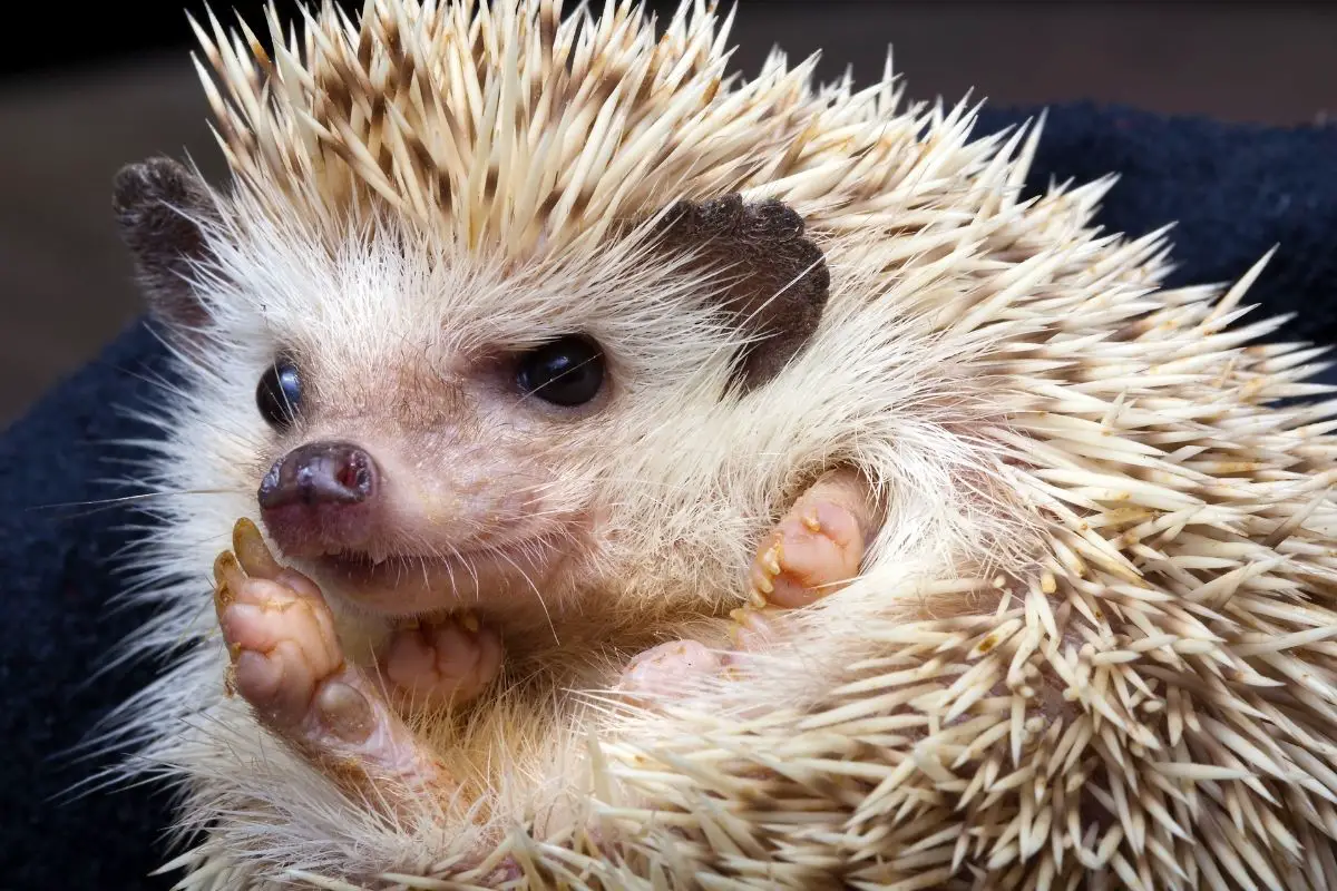 Can Hedgehogs Shoot Their Quills? And Why Do They Do It