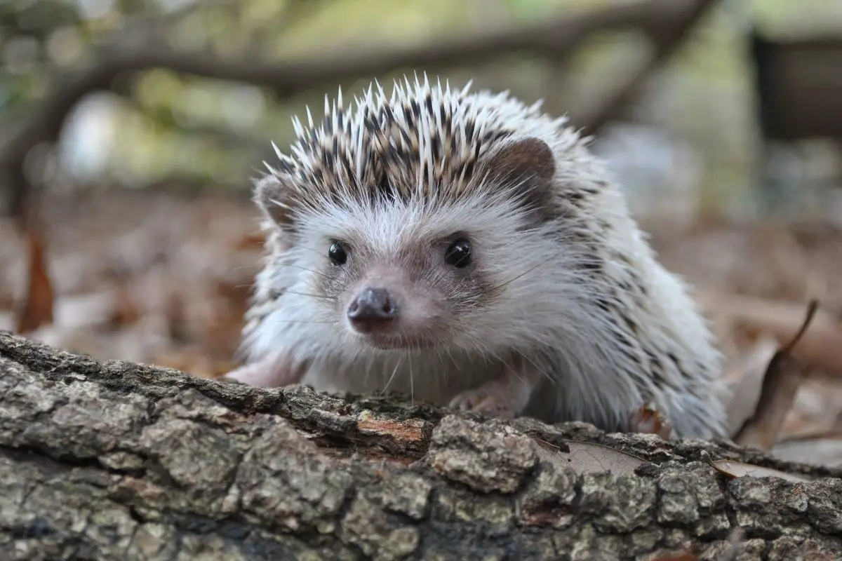 Do Hedgehogs Growl? What Does It Sound Like And Why?