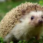 Do Hedgehogs Growl? What Does It Sound Like And Why?