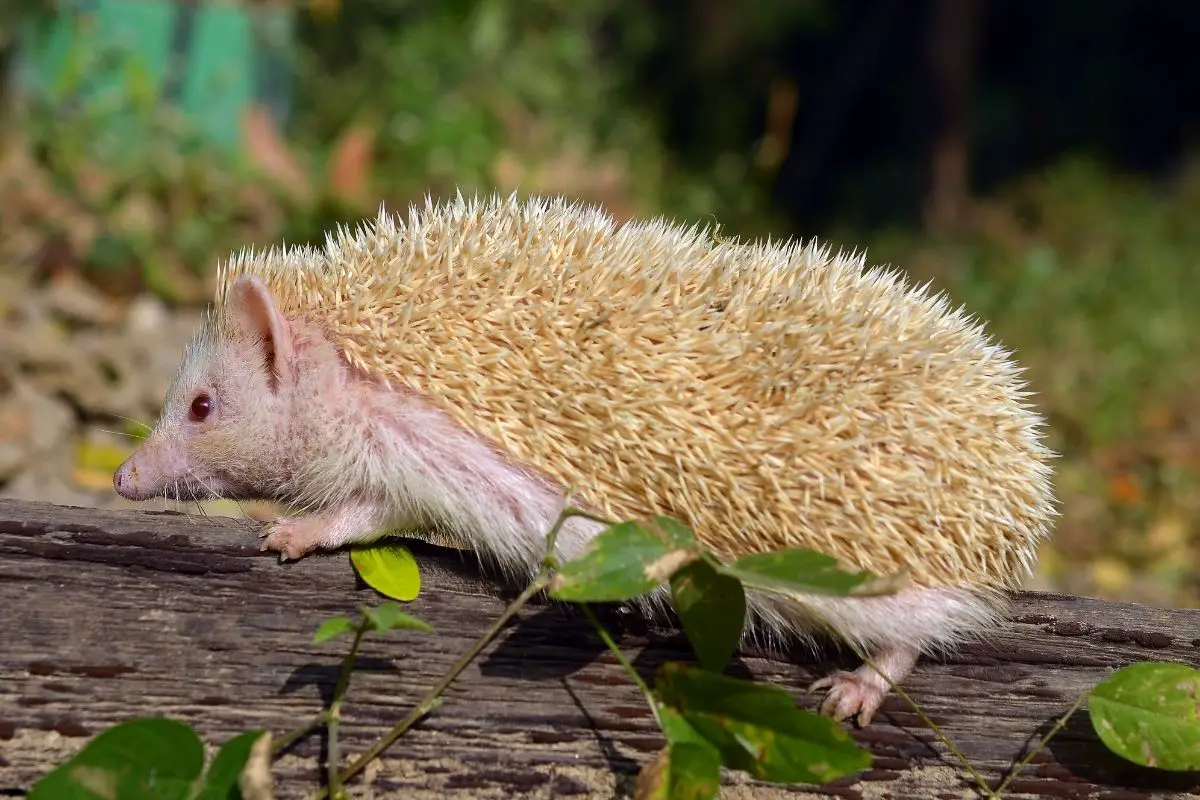 Do Hedgehogs Masturbate
