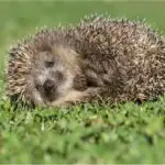 Do Hedgehogs Sleep With Their Eyes Open And Why