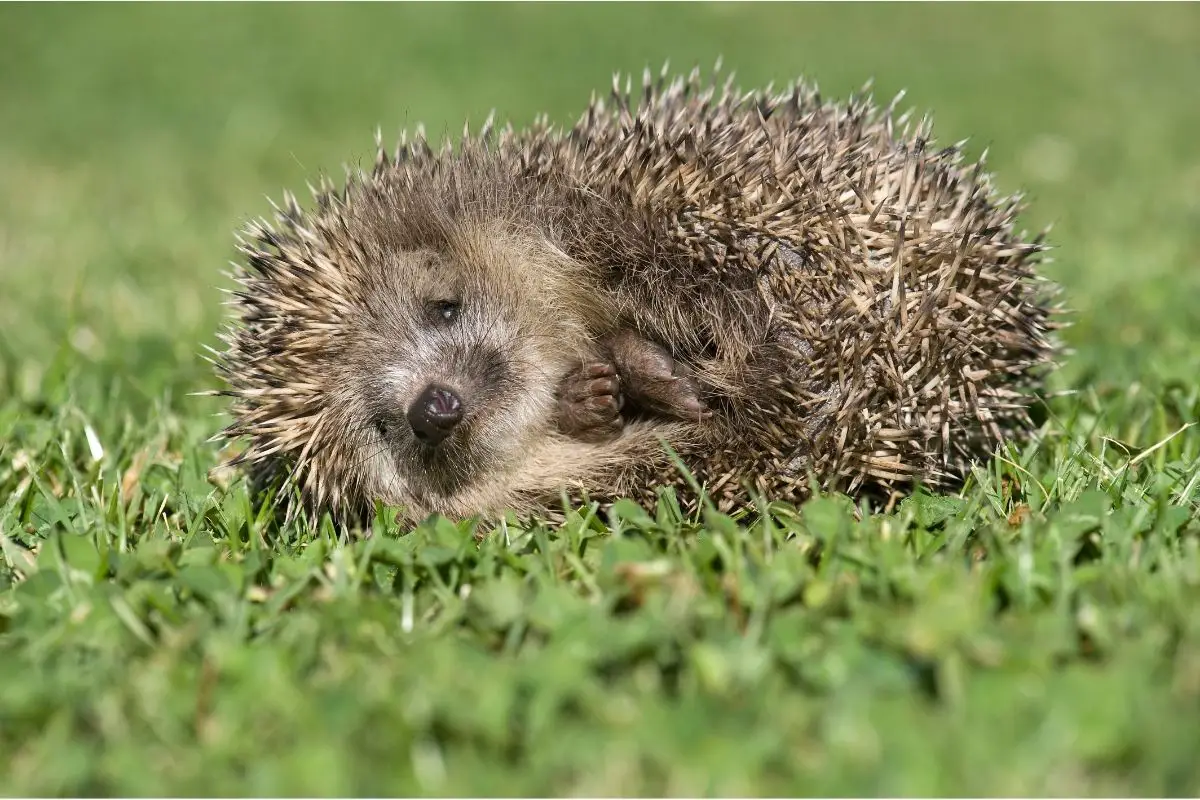 Do Hedgehogs Sleep With Their Eyes Open And Why