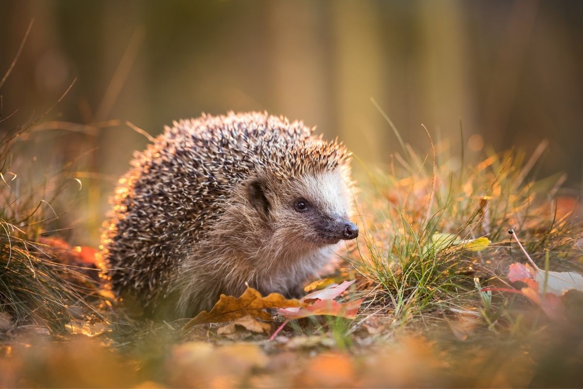 European Hedgehogs
