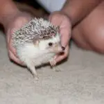 Hedgehog Won’t Let Me Cut Nails (Help With Stubborn Hedgehogs)