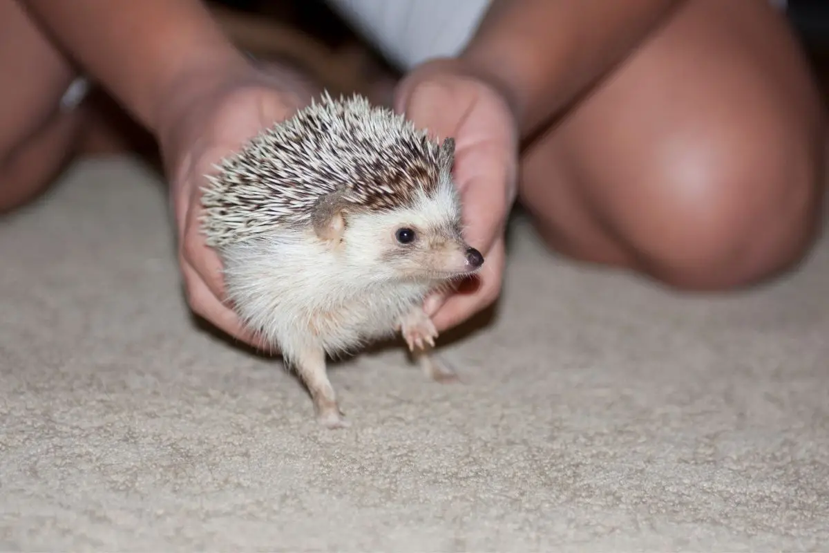 Hedgehog Won't Let Me Cut Nails (Help With Stubborn Hedgehogs)