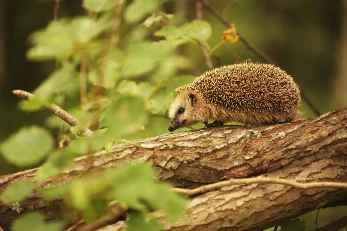 How Do Hedgehogs Survive In The Wild?