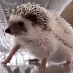 How Often Should I Bathe My Hedgehog And How To Do It