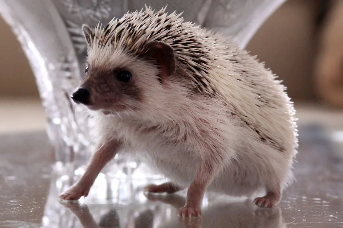 How Often Should I Bathe My Hedgehog And How To Do It