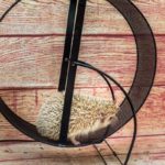 How To Stop Hedgehog From Pooping In Wheel (Solved)