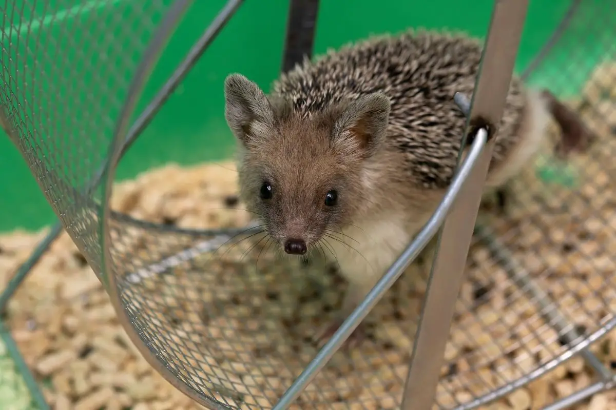 How To Stop Hedgehog From Pooping In Wheel