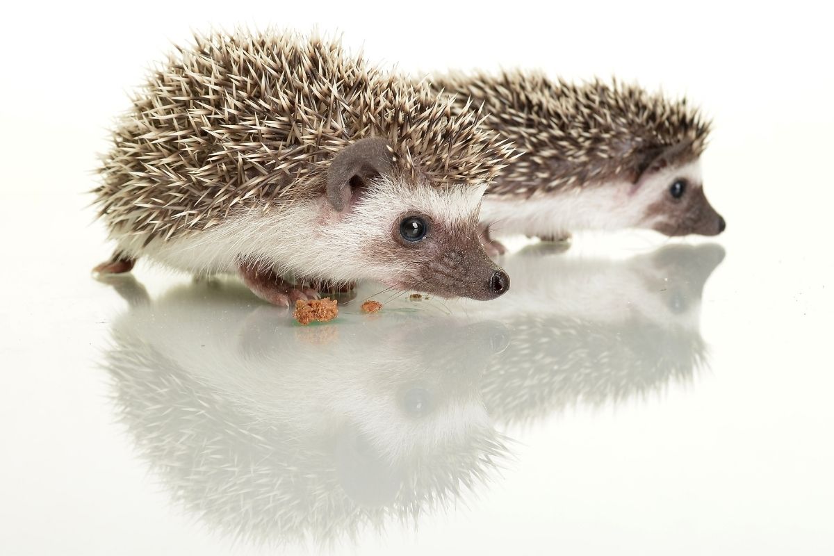 Human Names For Hedgehogs (Beginning With 'H')