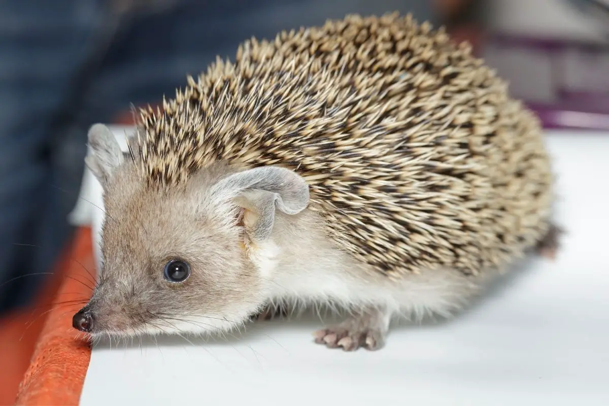 Long-Eared Hedgehogs