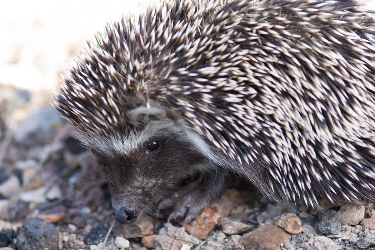 North African Hedgehogs