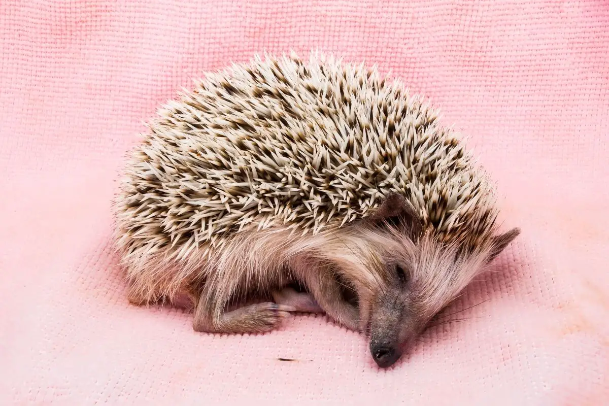 Shhhhh.. 20+ Cute Photos Of Hedgehogs Sleeping