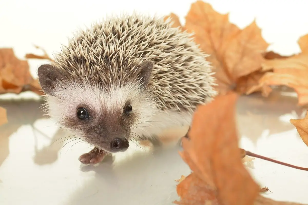 What Can Cause A Hedgehog To Not Grow To It’s Expected Length?