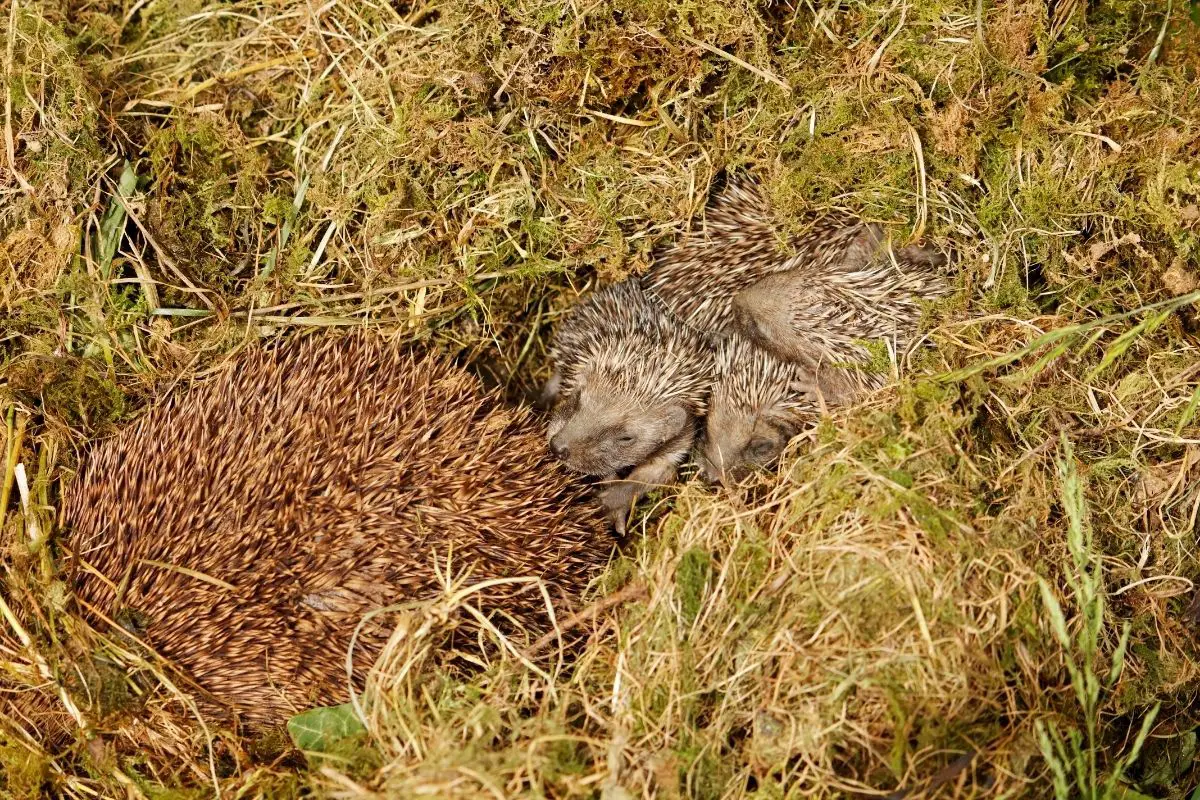 What Can Happen When A Hedgehog Is Pregnant