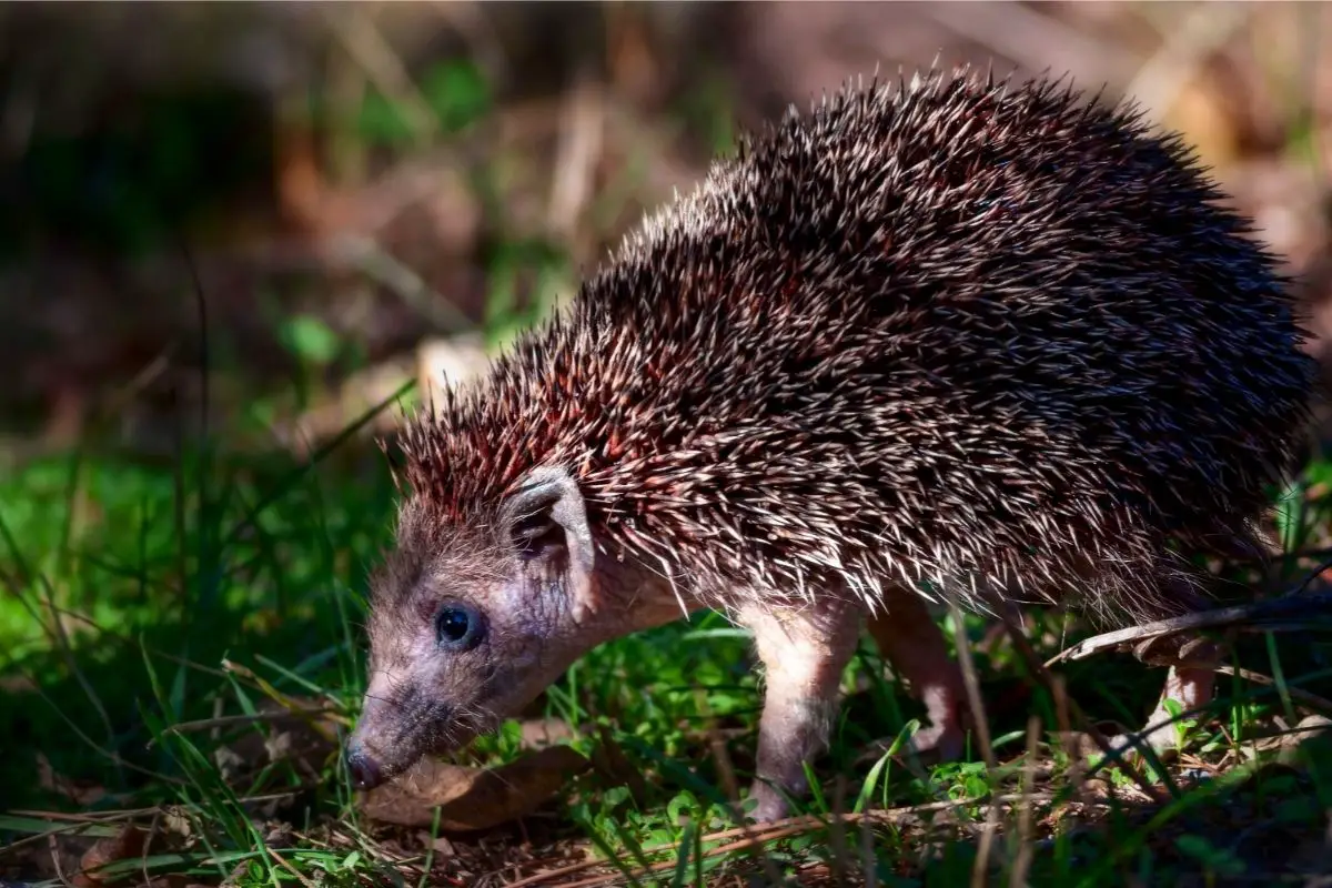 What Kinds Of Music Do Hedgehogs Like?