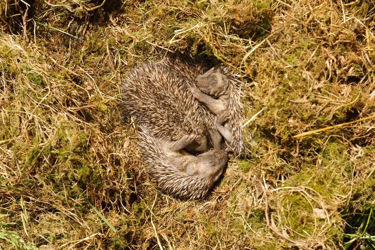 Why Do Hedgehogs Eat Their Babies (And How To Stop It)