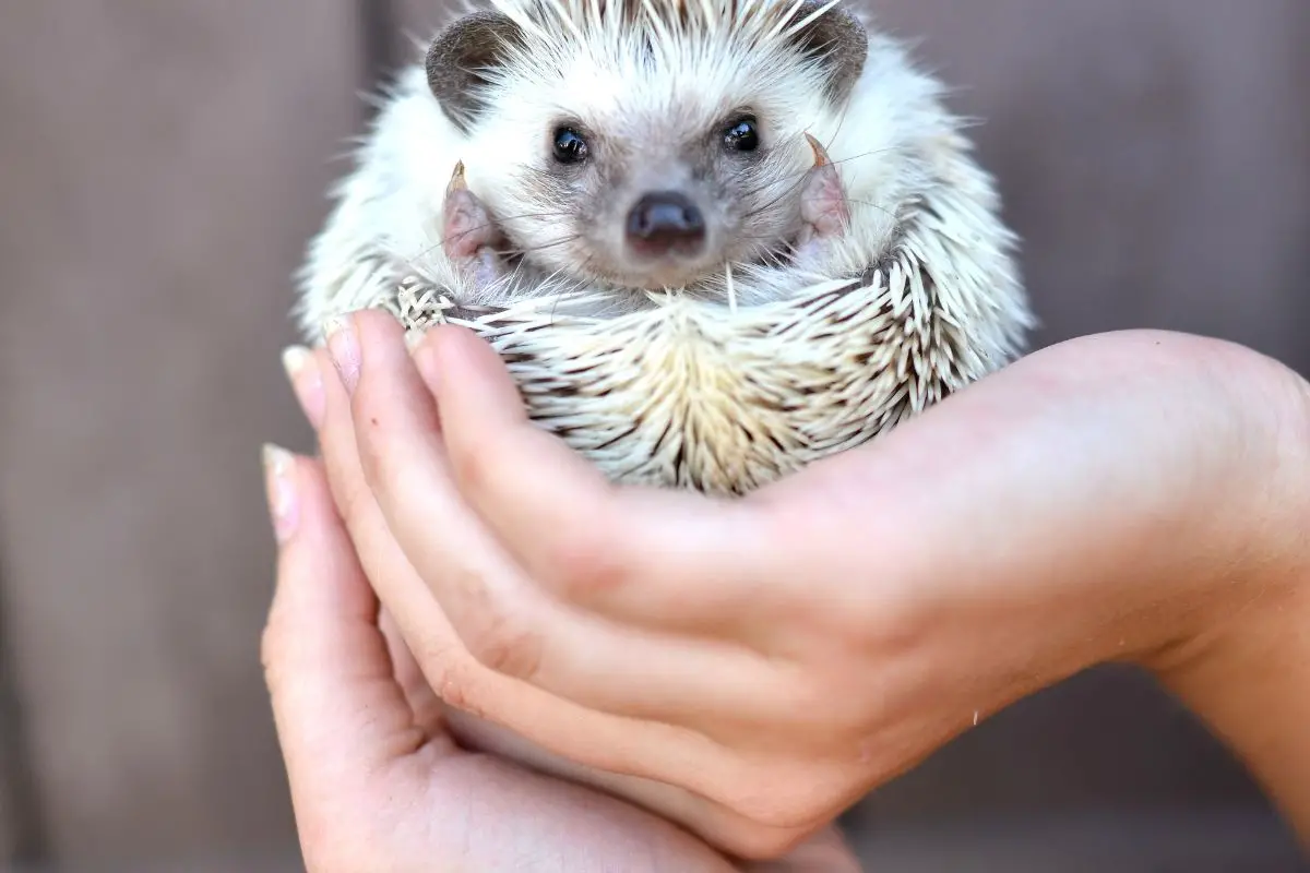Why Is It Illegal To Own A Hedgehog In Some Areas?