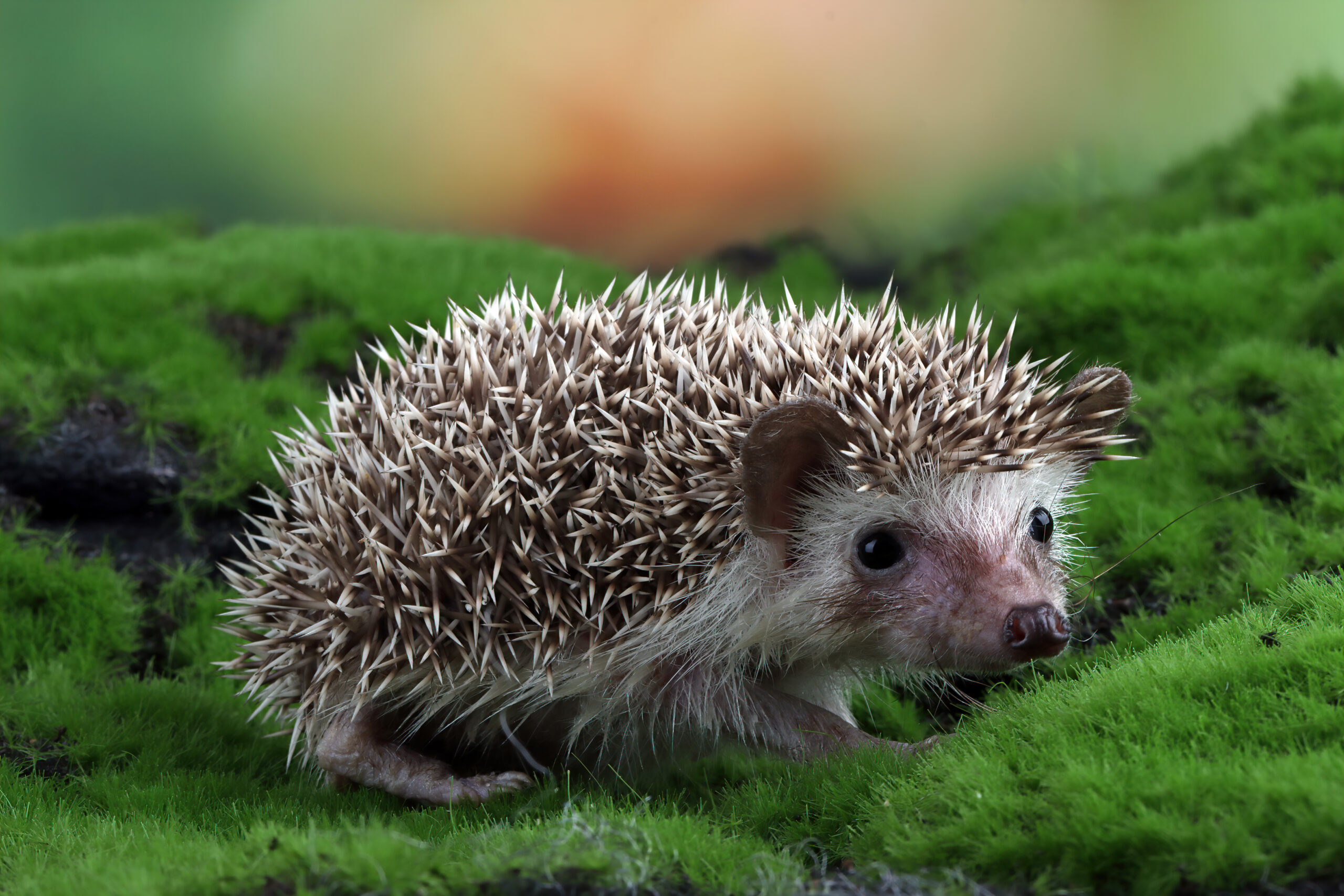How fast can hedgehogs run?